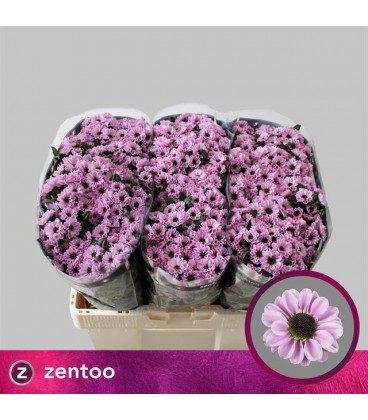 Santini Yin Yang Pink