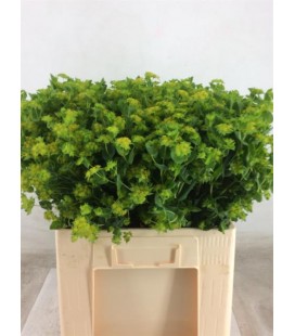 Bupleurum 70 cm