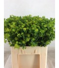 Bupleurum 70 cm