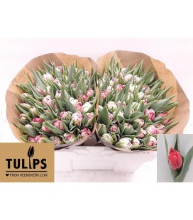 Tulipe Double Foxtrot