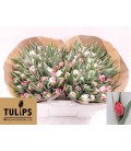 Tulipe Double Flash point