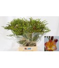 Freesia Ov