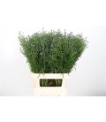 Aster Casamare 70 cm