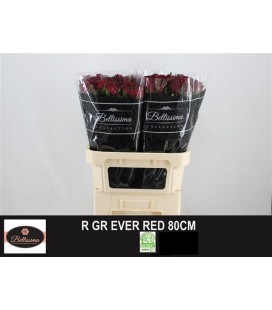 Rose Ever red 80 cm