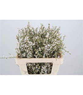 Genet Blanc 75 cm Botte de 500 gr