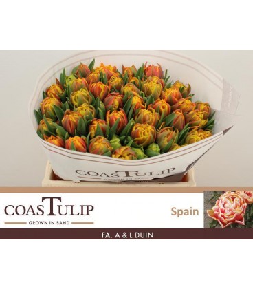 Tulipe double Spain 35 cm