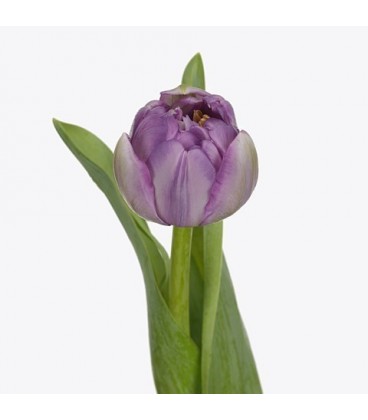 Tulipe Du Saigon Double 40 cm