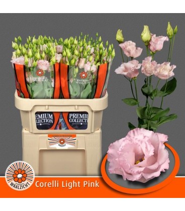 Lisianthus corelli pink
