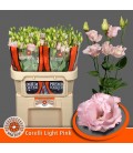 Lisianthus corelli light pink