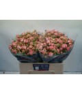 Rose Branchue Pepita 55 cm