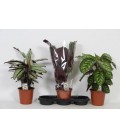 Calathea mix Ø 19 h 70
