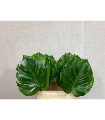 Monstera diam 23 cm 