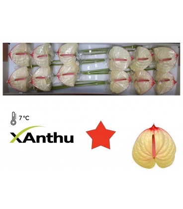 Anthurium Kaseko x 12