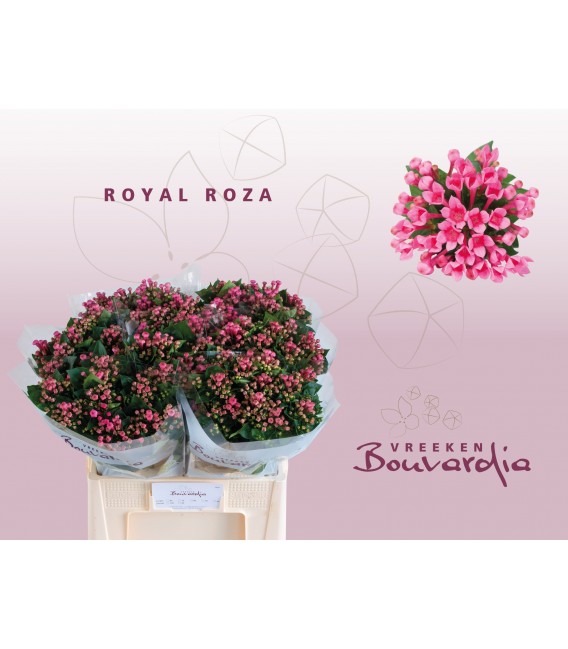 Bouvardia Royale Roza 70 cm