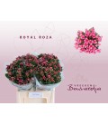 Bouvardia Royale Roza 60 cm