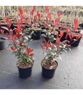 Photinia carré rouge Ø19 h 30