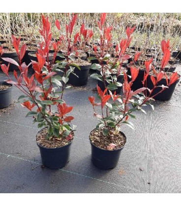 Photinia carré rouge Ø19 h 30