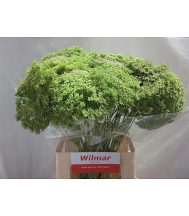 Dille Visnaga mix dans bac  65 cm 