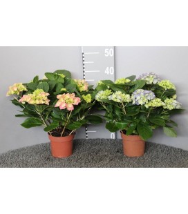 Hortensia pot de 17  7 fl mix