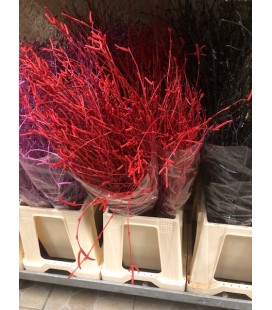 Bouleau 60 cm( le botillon) Rouge