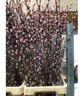 Salix chaton teinté Rose 90 cm la b