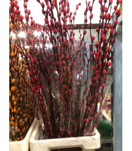 Salix teinté Rouge  90 cm la botte