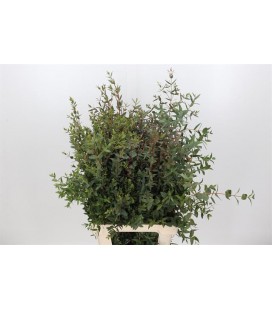 Eucalyptus Parvifolia 300g