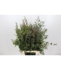 Eucalyptus Parvifolia 70 cm 300 g