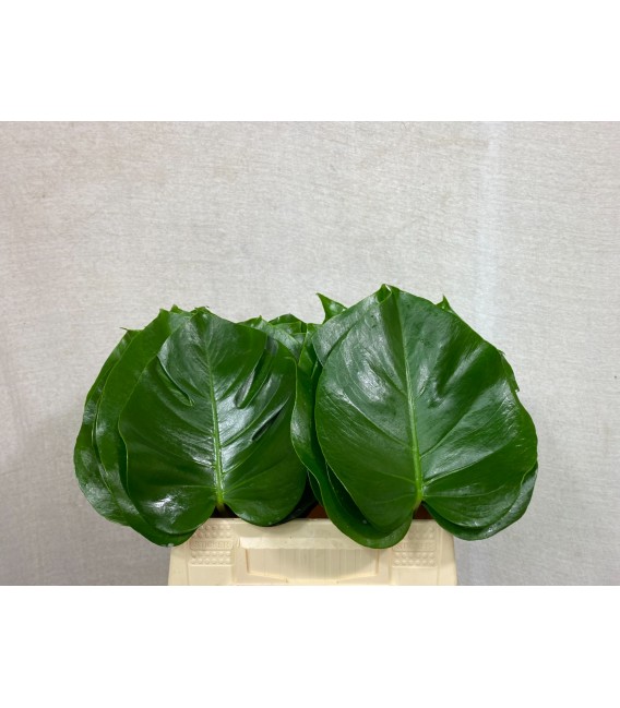 Monstera 40 cm 15 diam ( petit)