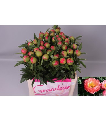 Pivoine Coral charme 65 cm