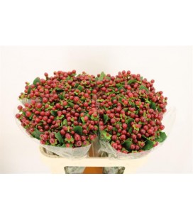 Hypericum Mag Seasons 60 cm x 25