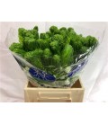 Ornithogalum Thy Mount 65 cm