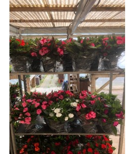 Impatiens nouv gui pot de 18 FR