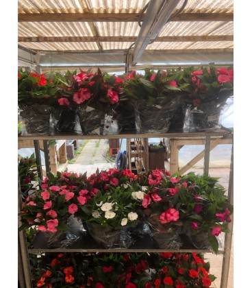 Impatiens nouv gui pot de 18 FR