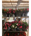 Impatiens nouv gui pot de 18 FR