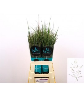 Panicum Heavy Metal 80 cm