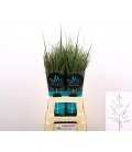 Panicum Heavy Metal 70 cm