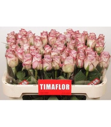 Rose Memory lane 60 cm