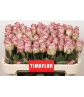 Rose Memory lane 60 cm