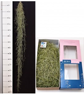 Tillansia Usneoides 120cm