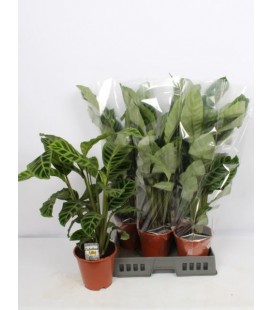 Calathea Zebrina Ø19 h 55