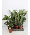 Calathea Zebrina Ø19 h 70