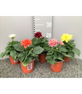 Dahlia Ø 10.5 h 20
