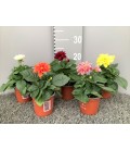 Dahlia Ø 10.5 h 20