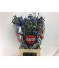 Delphinium Donna 80 cm