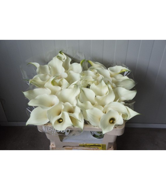 Calla Capt Ventura 50 cm