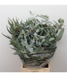 Eucalyptus Baies 