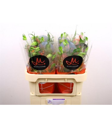 Gloriosa Fift Shad  70 cm
