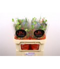 Gloriosa Fift Shad x5 80 cm
