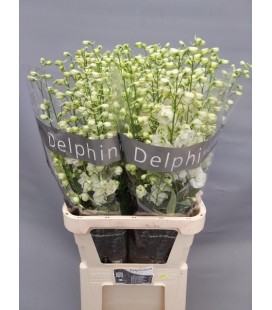 Delphinium Centurion White 110 cm